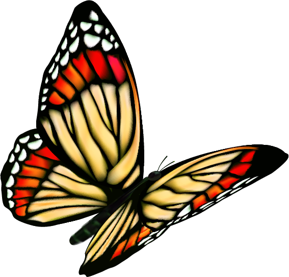 butterfly-FINAL